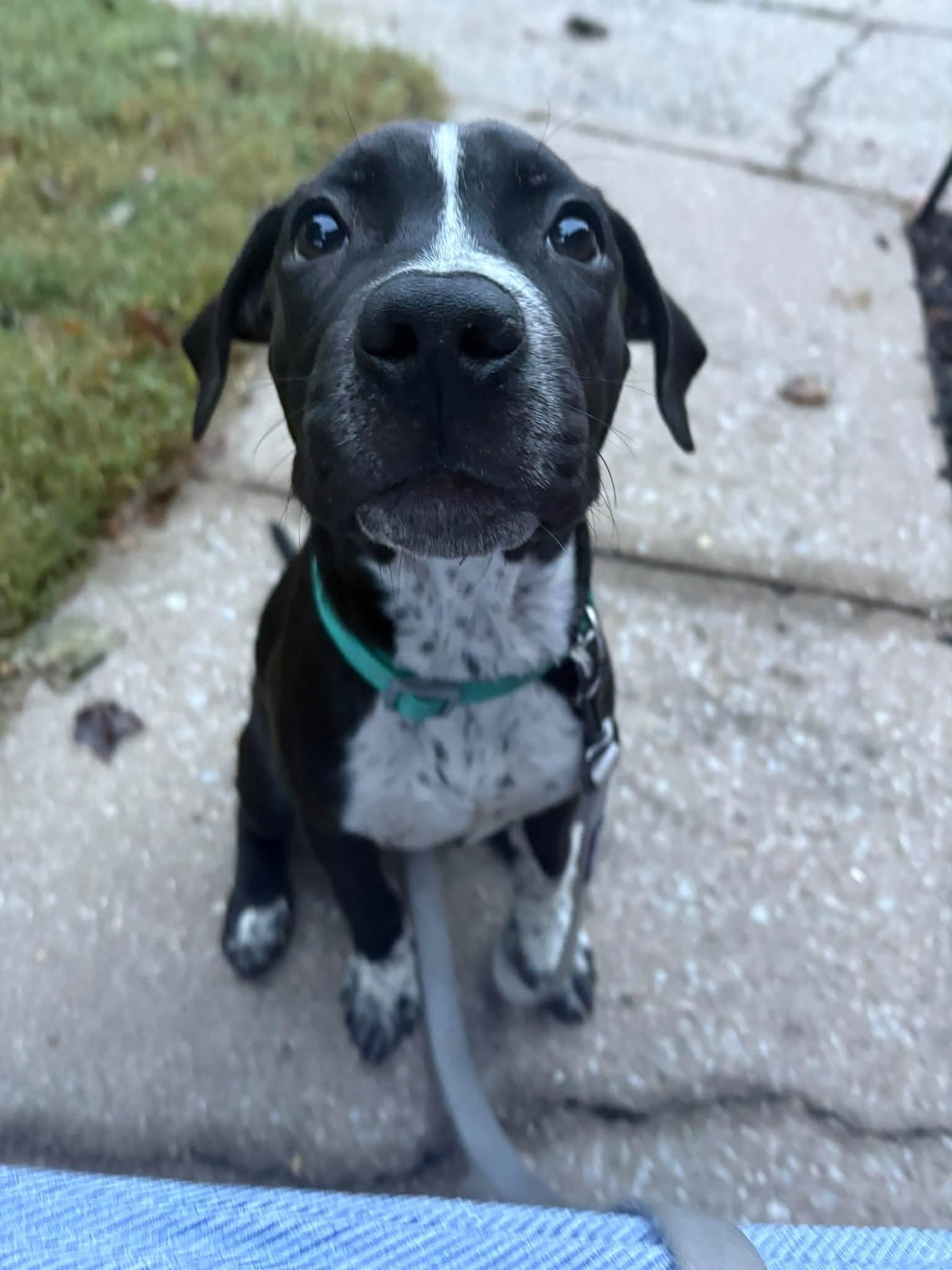 Skittles, Adoptable, Puppy Male Pit Bull Terrier.