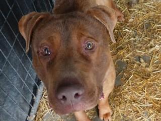 Enlarge Jackson, a ADOPTABLE mixed breed in Anaconda, MT image 1/1