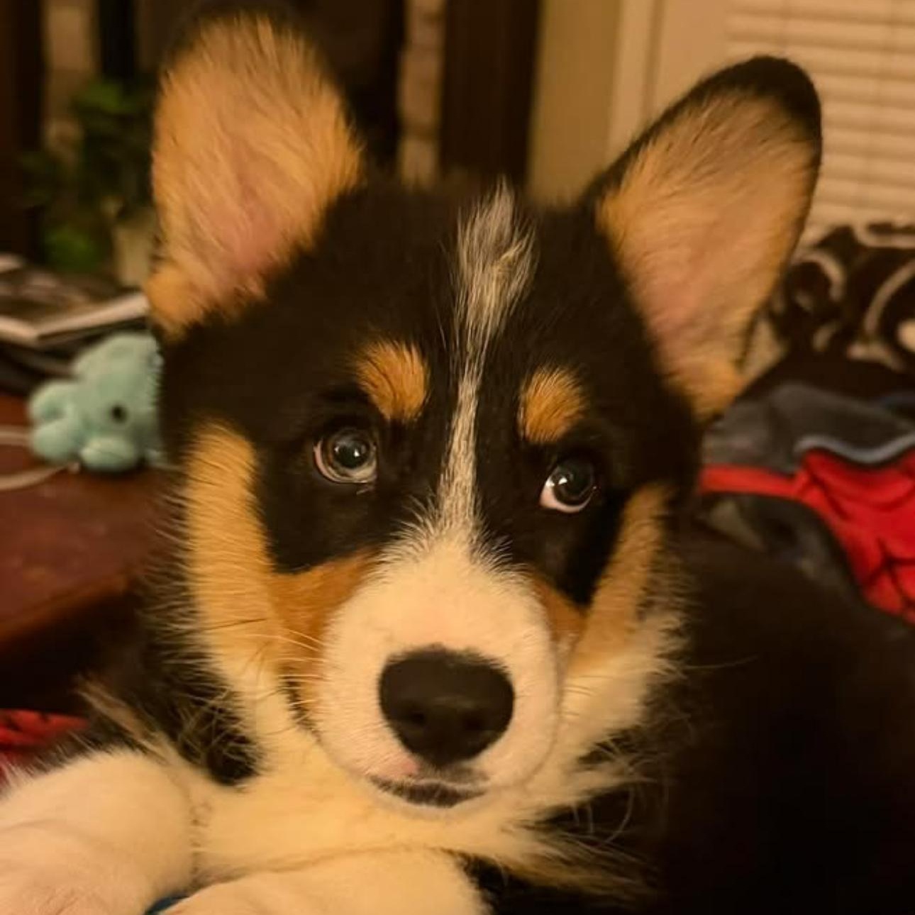 2153 Murphy, adopted, Puppy Male Corgi.