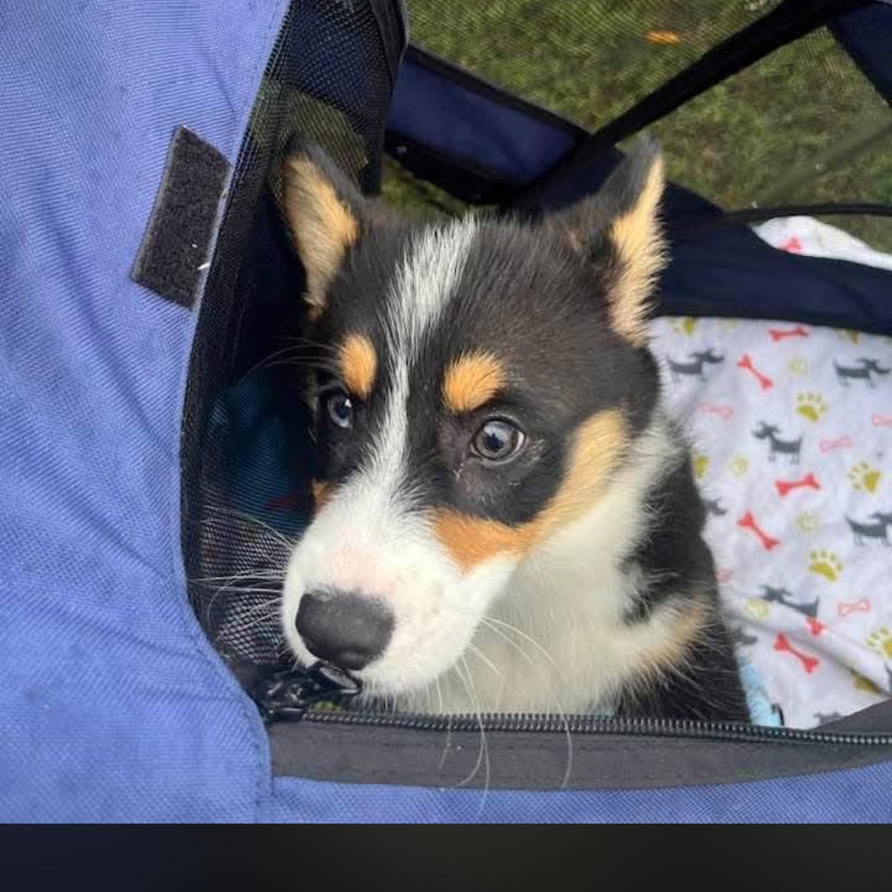 Enlarge 2153 Murphy, an adopted Corgi in Springfield, MO image 2/2