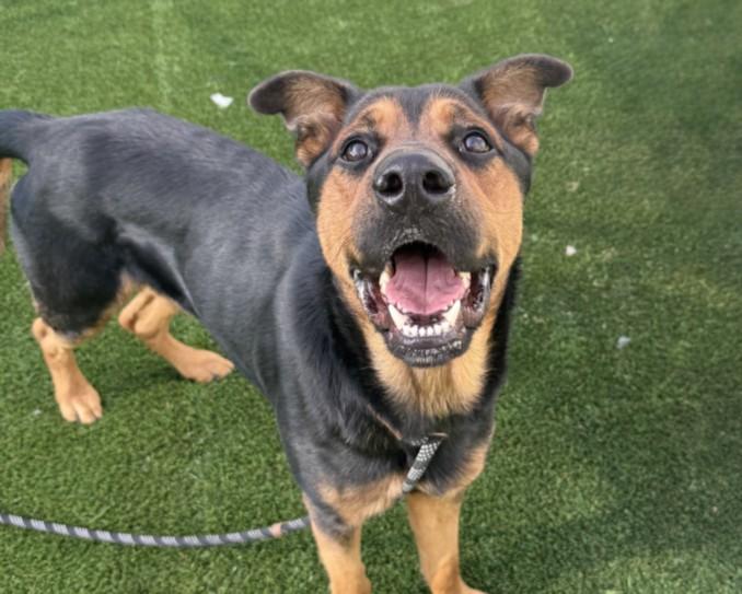 GUNNER, Adoptable, Young Male Rottweiler & German Shepherd Dog.