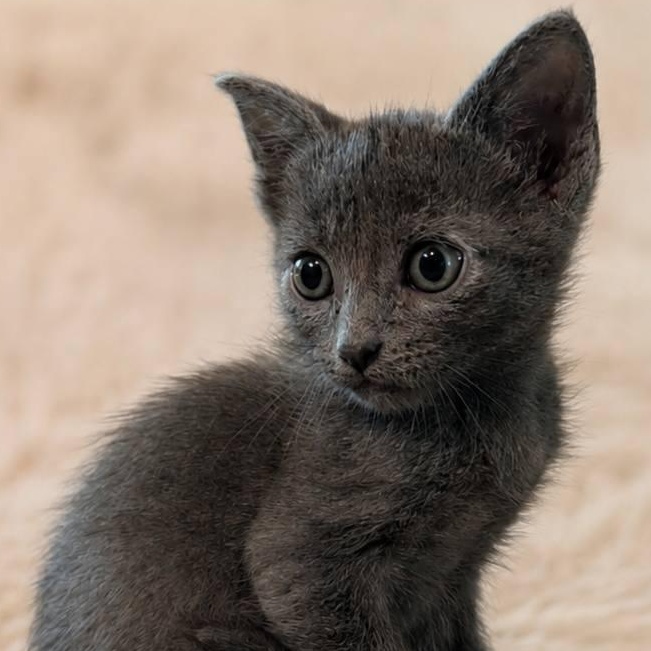 Jack, ADOPTABLE, Kitten Male Russian Blue.