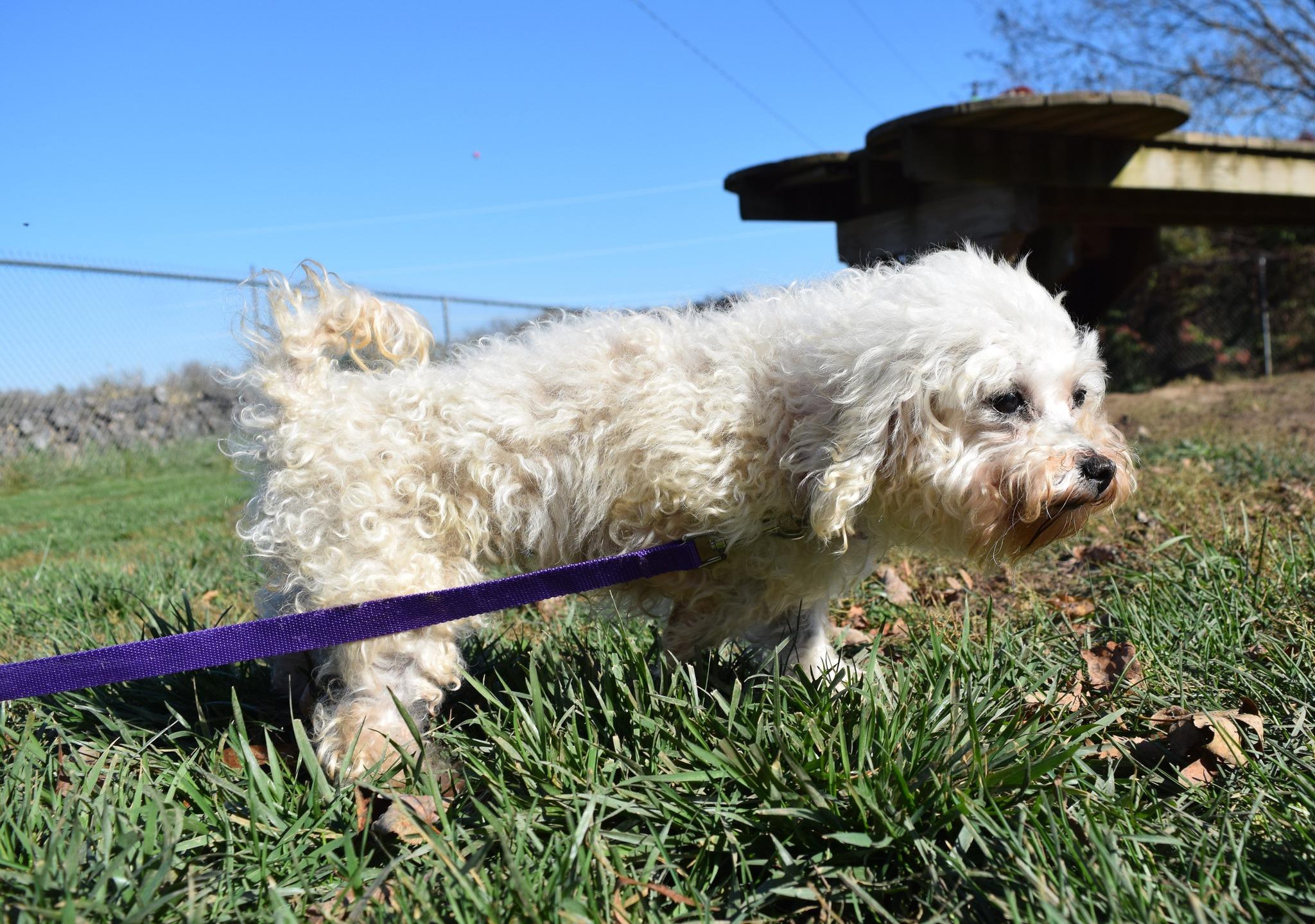 Anne, a Adoptable mixed breed in Tomah, WI image 5/5