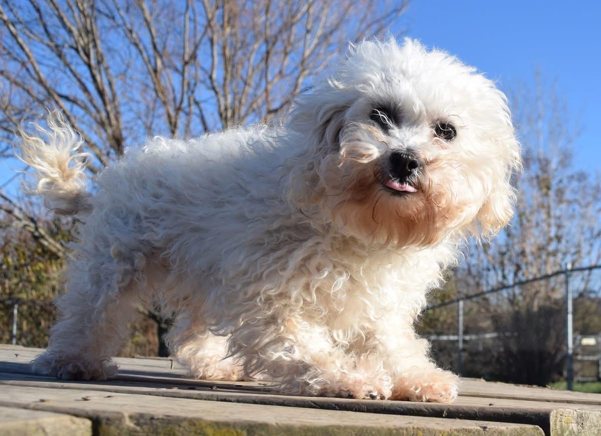 Anne, Adoptable, Adult Female Shih poo.
