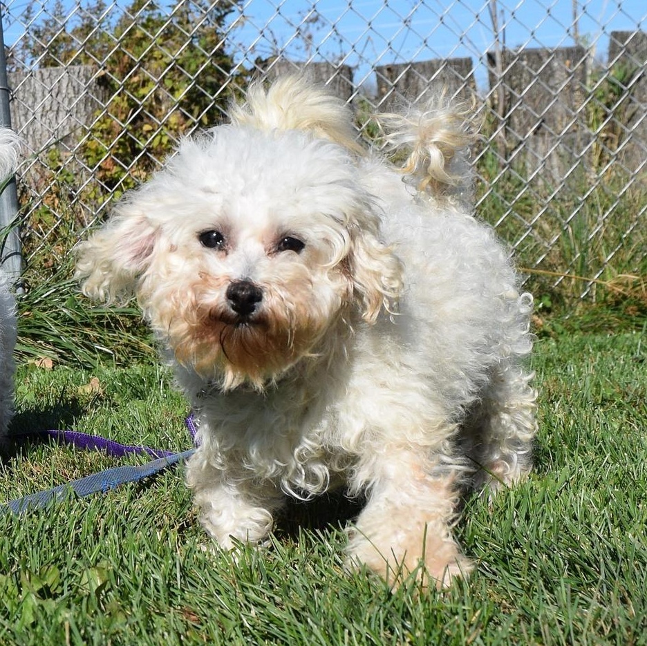 Anne, a Adoptable mixed breed in Tomah, WI image 4/5