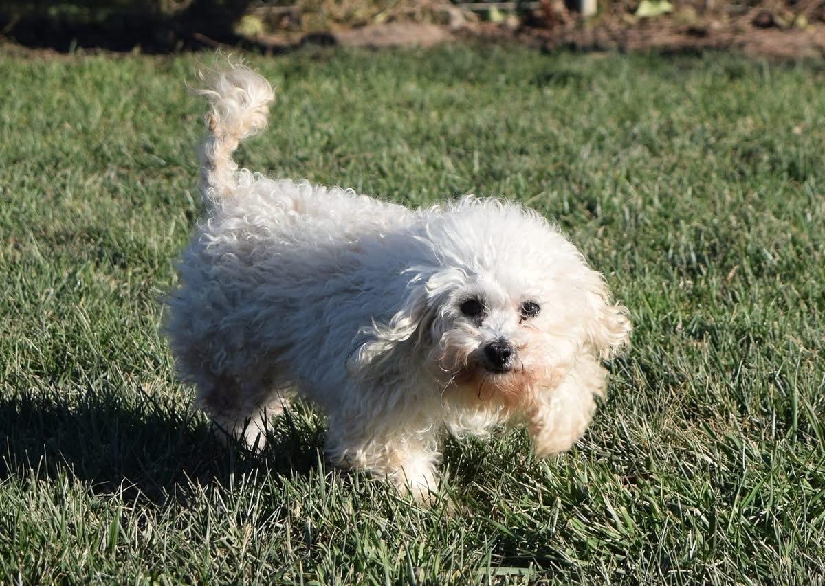 Anne, a Adoptable mixed breed in Tomah, WI image 3/5