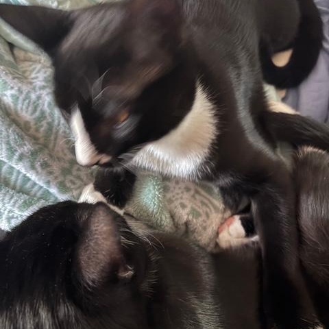 Enlarge Miss Jack Frost , a Adoptable Domestic Short Hair in Denver, NC image 3/4