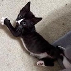 Miss Jack Frost , Adoptable, Kitten Female Domestic Short Hair.