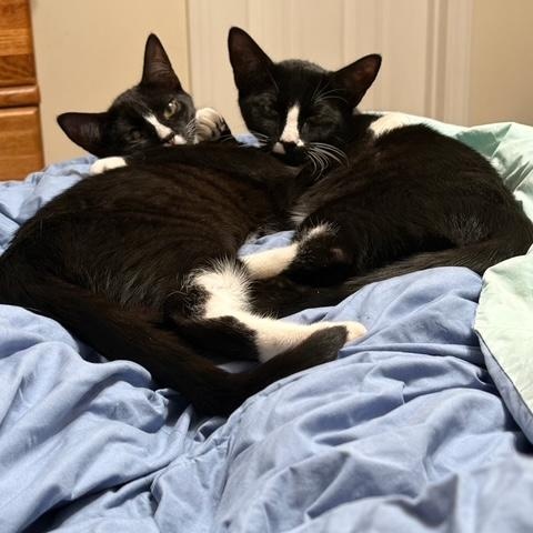 Enlarge Miss Jack Frost , a Adoptable Domestic Short Hair in Denver, NC image 4/4