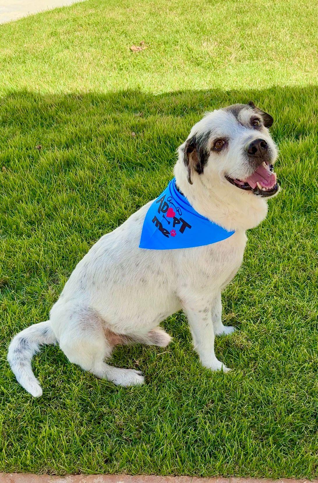 Enlarge Milo, a ADOPTABLE mixed breed in ISABELA, PR image 2/3
