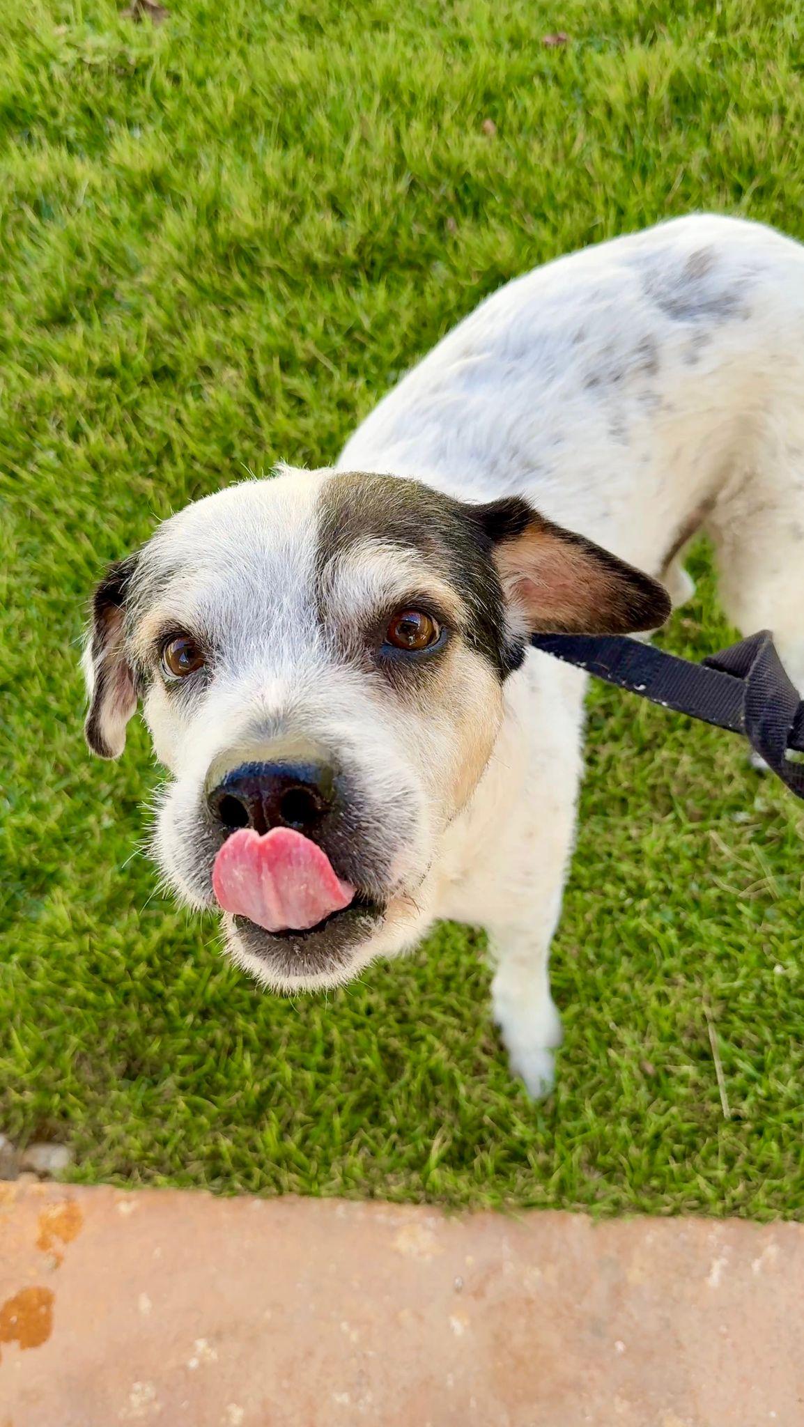 Enlarge Milo, a ADOPTABLE mixed breed in ISABELA, PR image 3/3