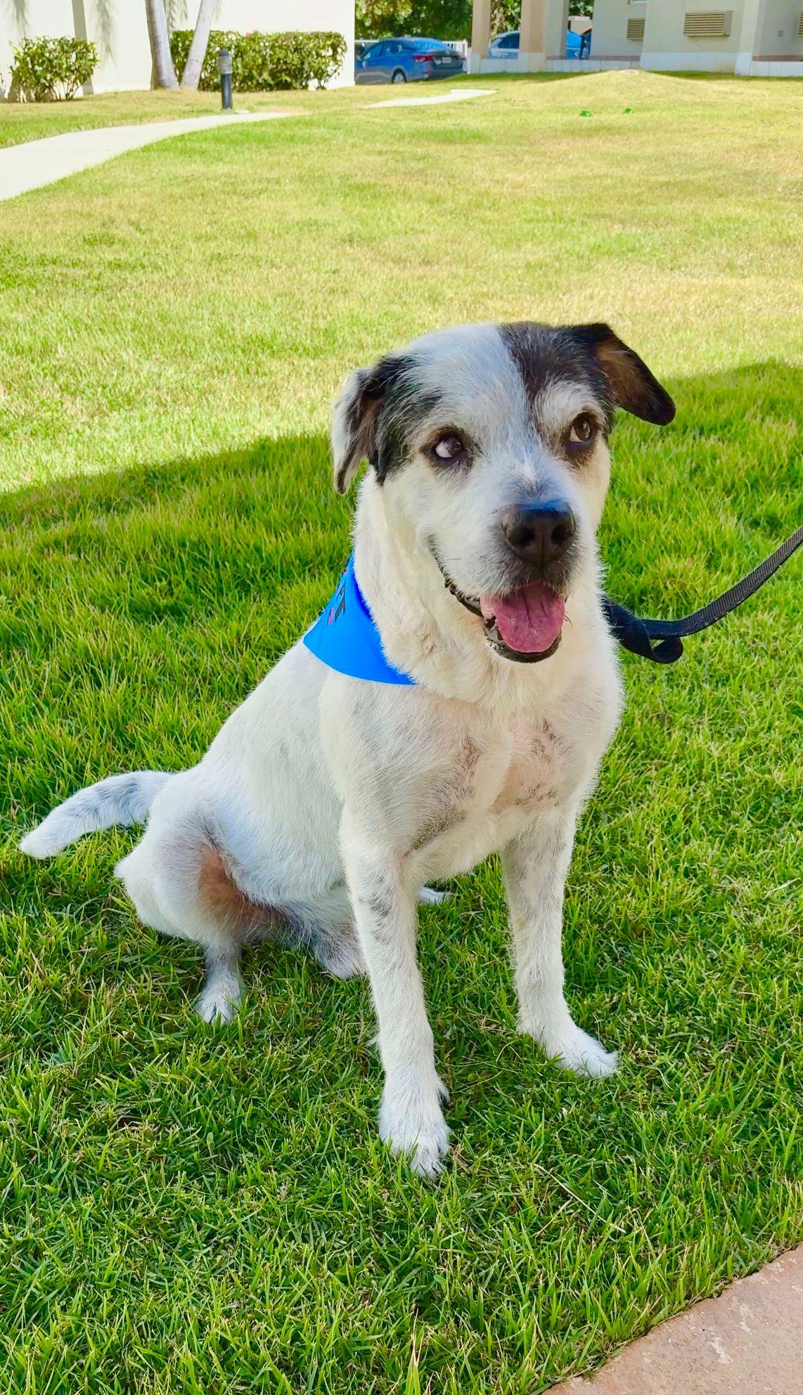 Milo, ADOPTABLE, Young Male Australian Cattle Dog / Blue Heeler & Great Pyrenees.