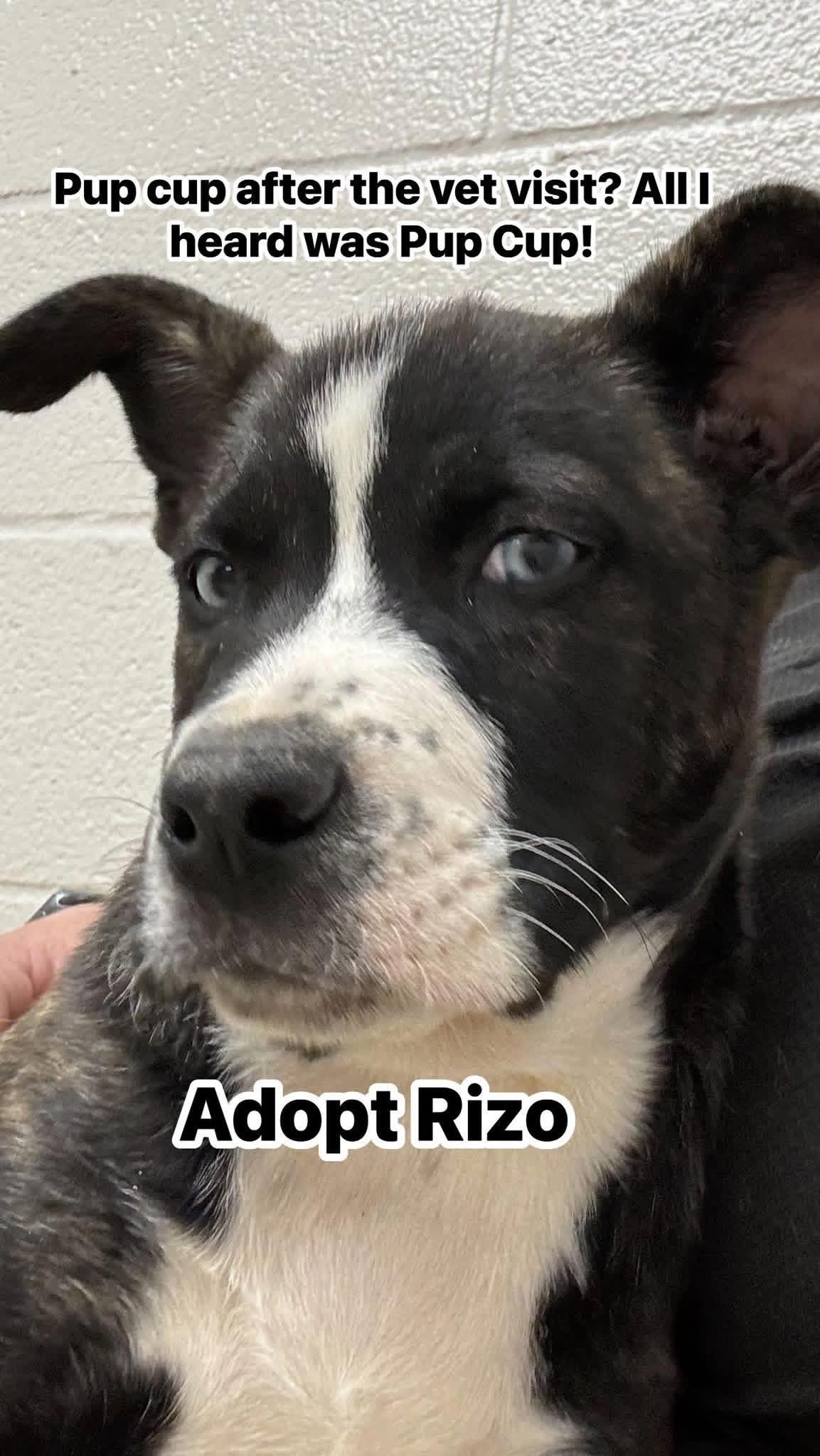 Rizo, an adopted mixed breed in Woodlawn, TN image 4/4