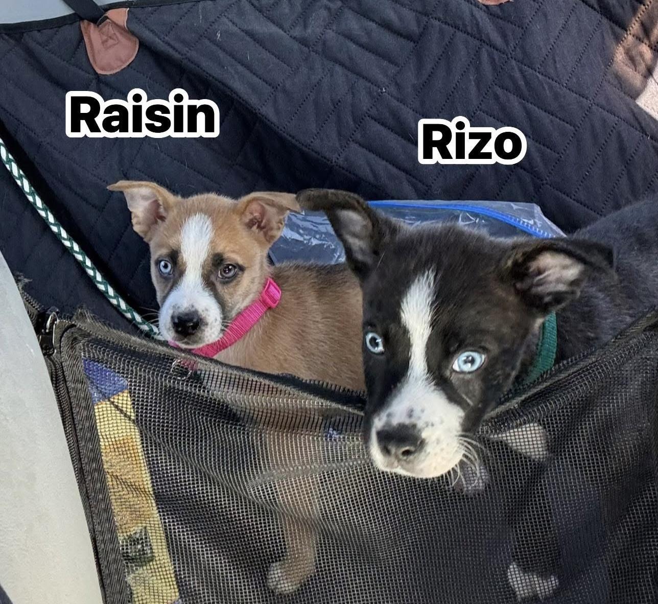 Rizo, an adopted mixed breed in Woodlawn, TN image 2/4