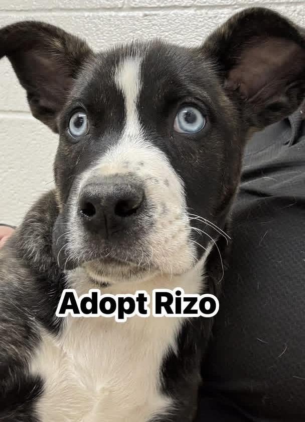 Rizo, adopted, Puppy Male Husky.