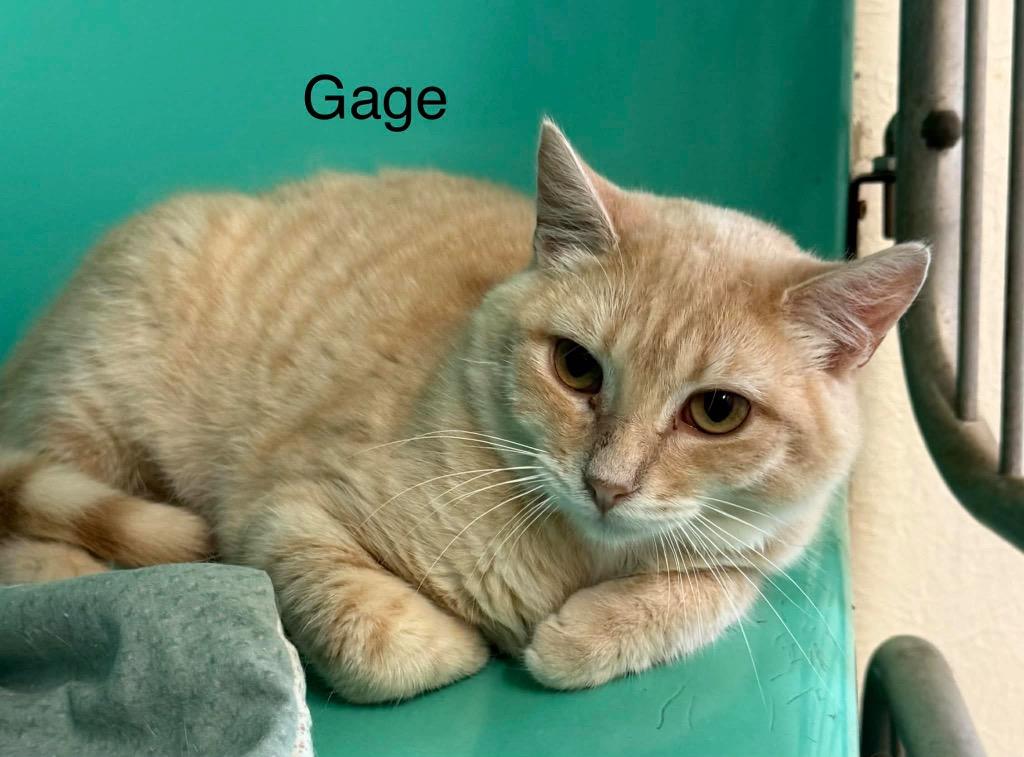 Enlarge Gage, a Adoptable mixed breed in Plattsburgh, NY image 1/1