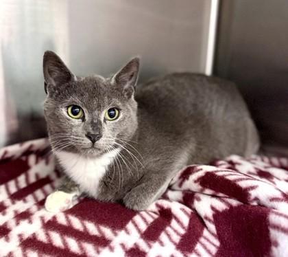 Enlarge Briar at PetSmart in Athens, GA, a Adoptable Domestic Short Hair in Bishop, GA image 1/1