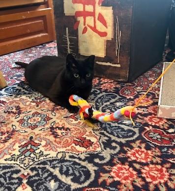 Enlarge Mimi, a ADOPTABLE Domestic Short Hair in New York, NY image 4/5