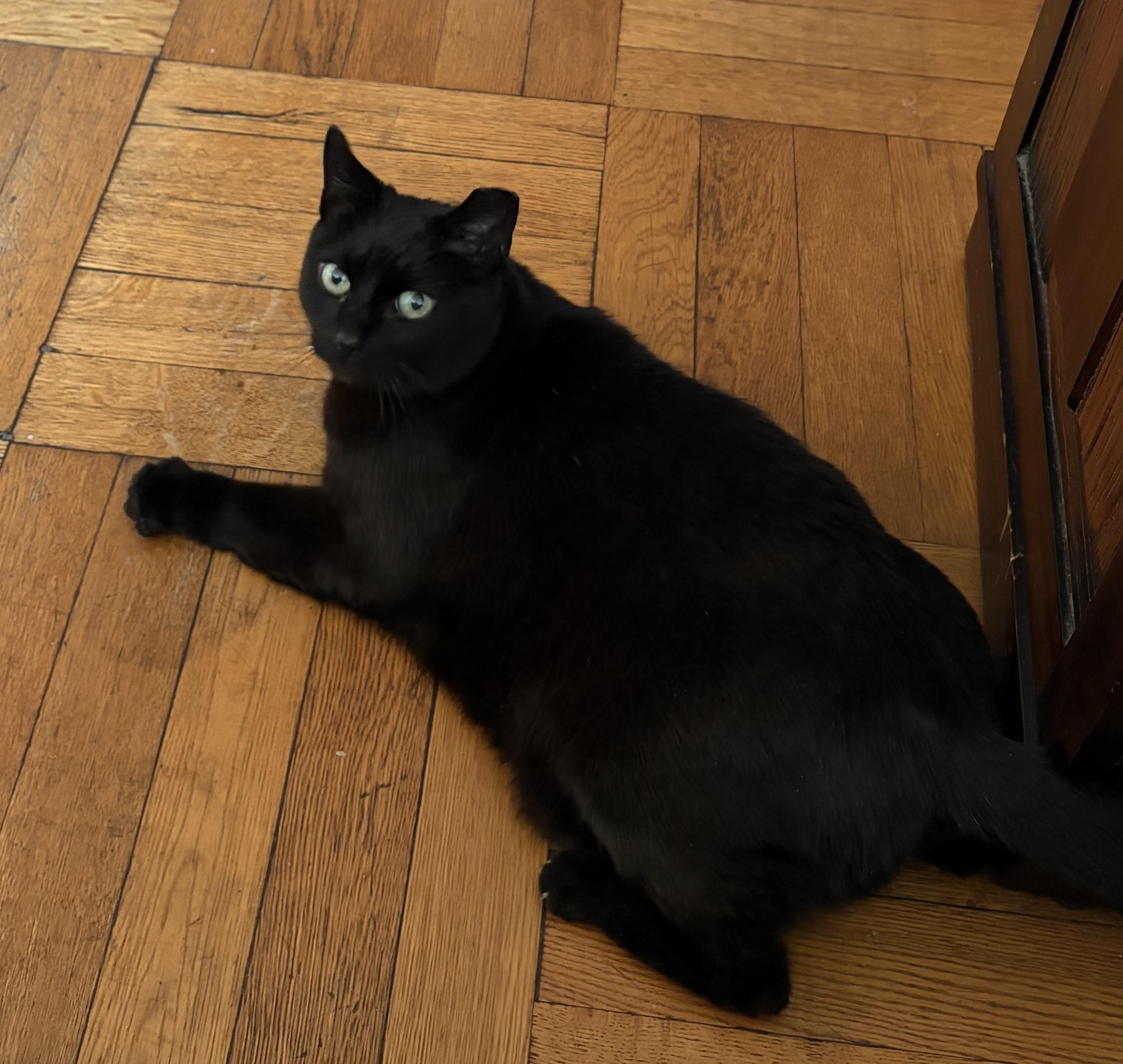 Mimi, ADOPTABLE, Senior Female Domestic Short Hair.