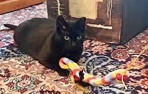 Mimi, a ADOPTABLE Domestic Short Hair in New York, NY image 2/6