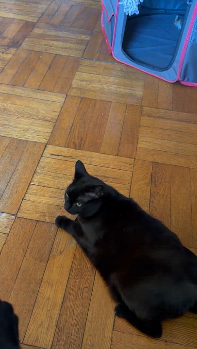 Enlarge Mimi, a ADOPTABLE Domestic Short Hair in New York, NY video 3/5