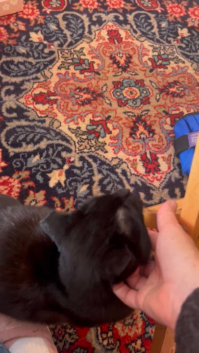 Enlarge Mimi, a ADOPTABLE Domestic Short Hair in New York, NY video 5/5