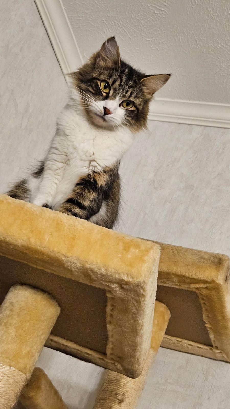 Fluffy, Adoptable, Young Female Domestic Medium Hair.