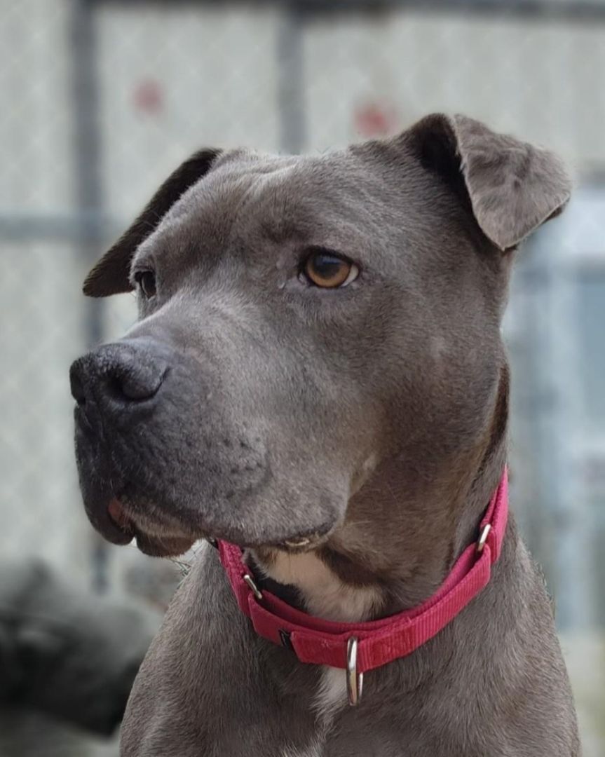 Wendy, a Adoptable mixed breed in Grayslake, IL image 6/6