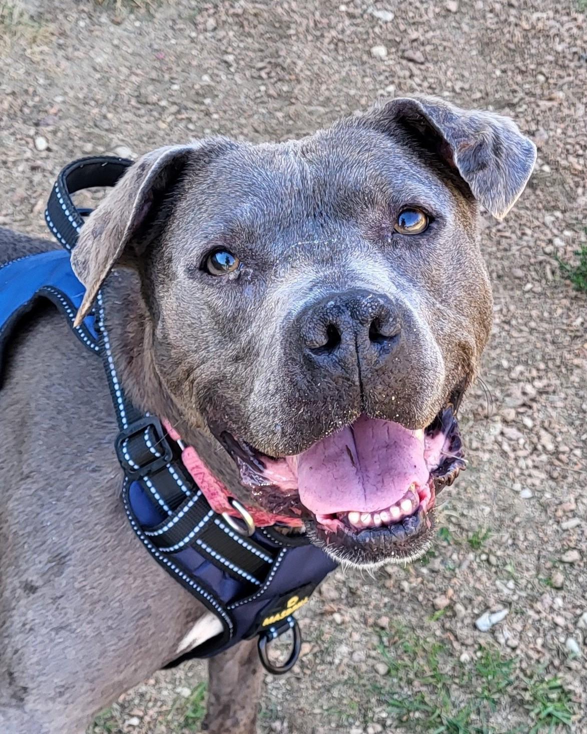 Wendy, a Adoptable mixed breed in Grayslake, IL image 1/6