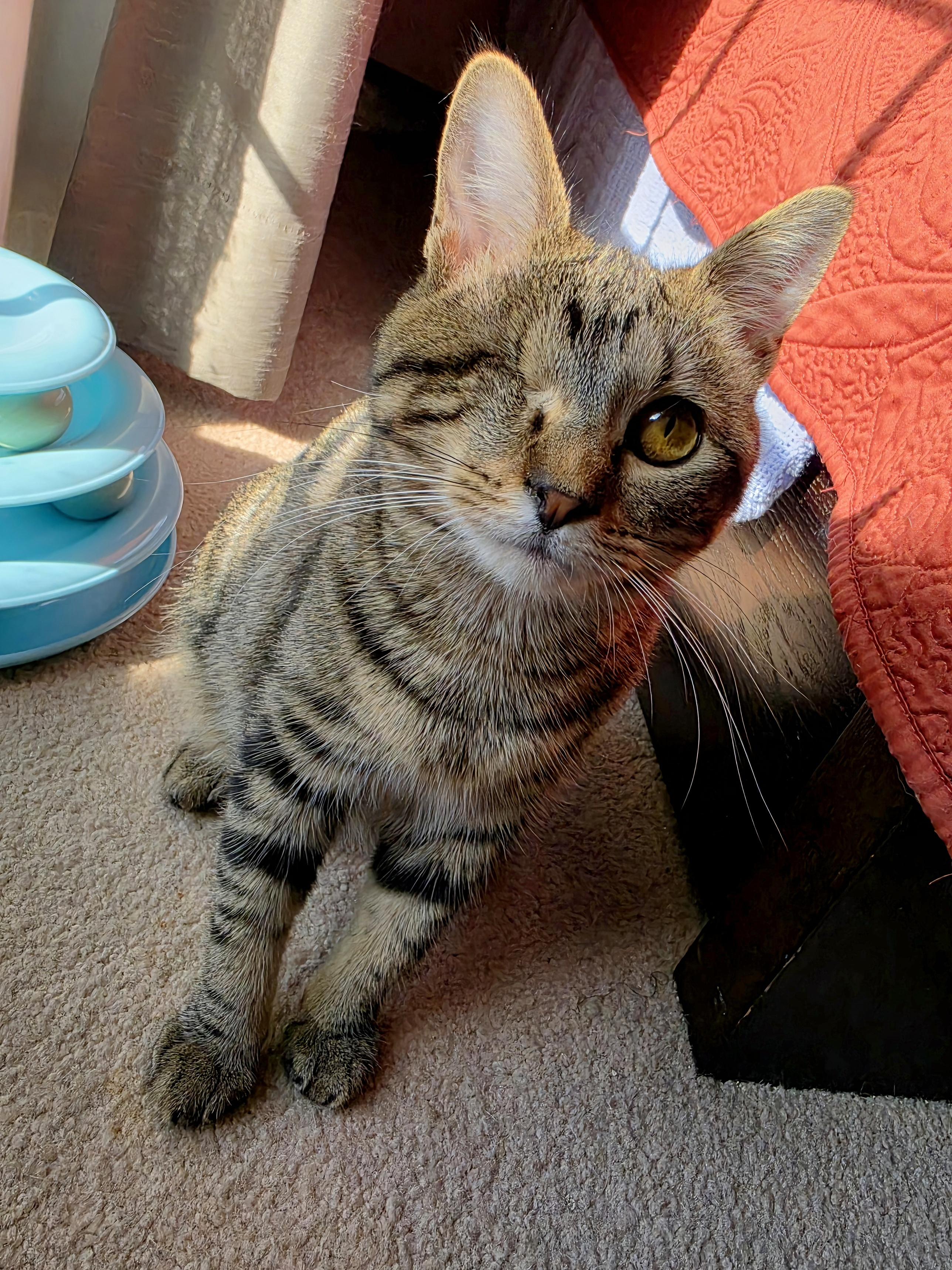 Enlarge Remy & Keeley (Bonded pair), a ADOPTABLE Domestic Short Hair in Nashville, TN image 2/2