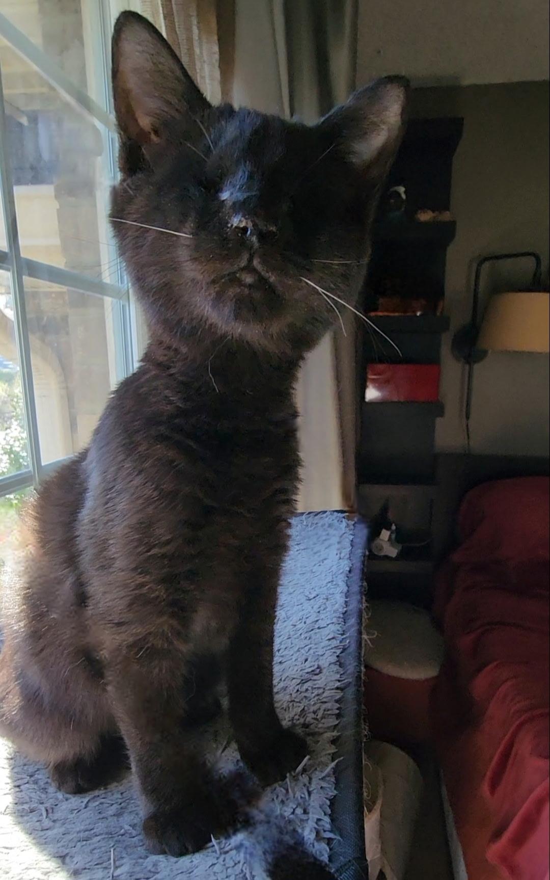 Enlarge Remy & Keeley (Bonded pair), a ADOPTABLE Domestic Short Hair in Nashville, TN image 1/2