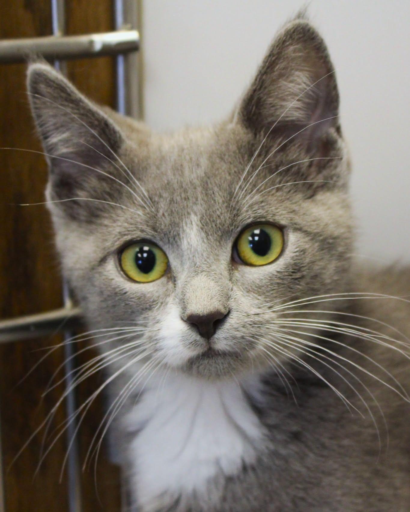 Gambit, ADOPTABLE, Young Male Domestic Short Hair.