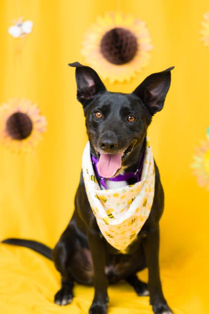 Deli, Adoptable, Adult Male Mixed Breed & Mixed Breed.