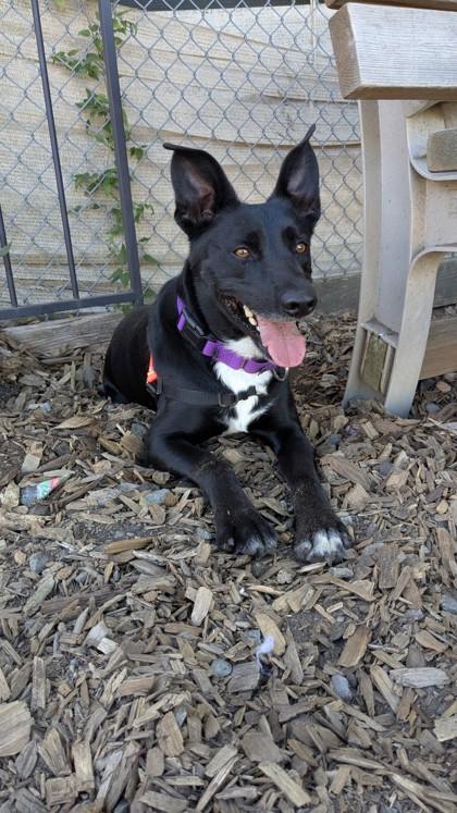 Deli, a Adoptable mixed breed in Seattle, WA image 2/3