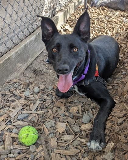 Deli, a Adoptable mixed breed in Seattle, WA image 3/3