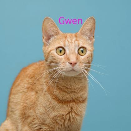 Gwen, Adoptable, Adult Female Domestic Short Hair & Domestic Short Hair.