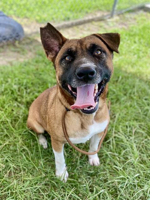 LOUIE, Adoptable, Adult Male Black Mouth Cur & Mixed Breed.