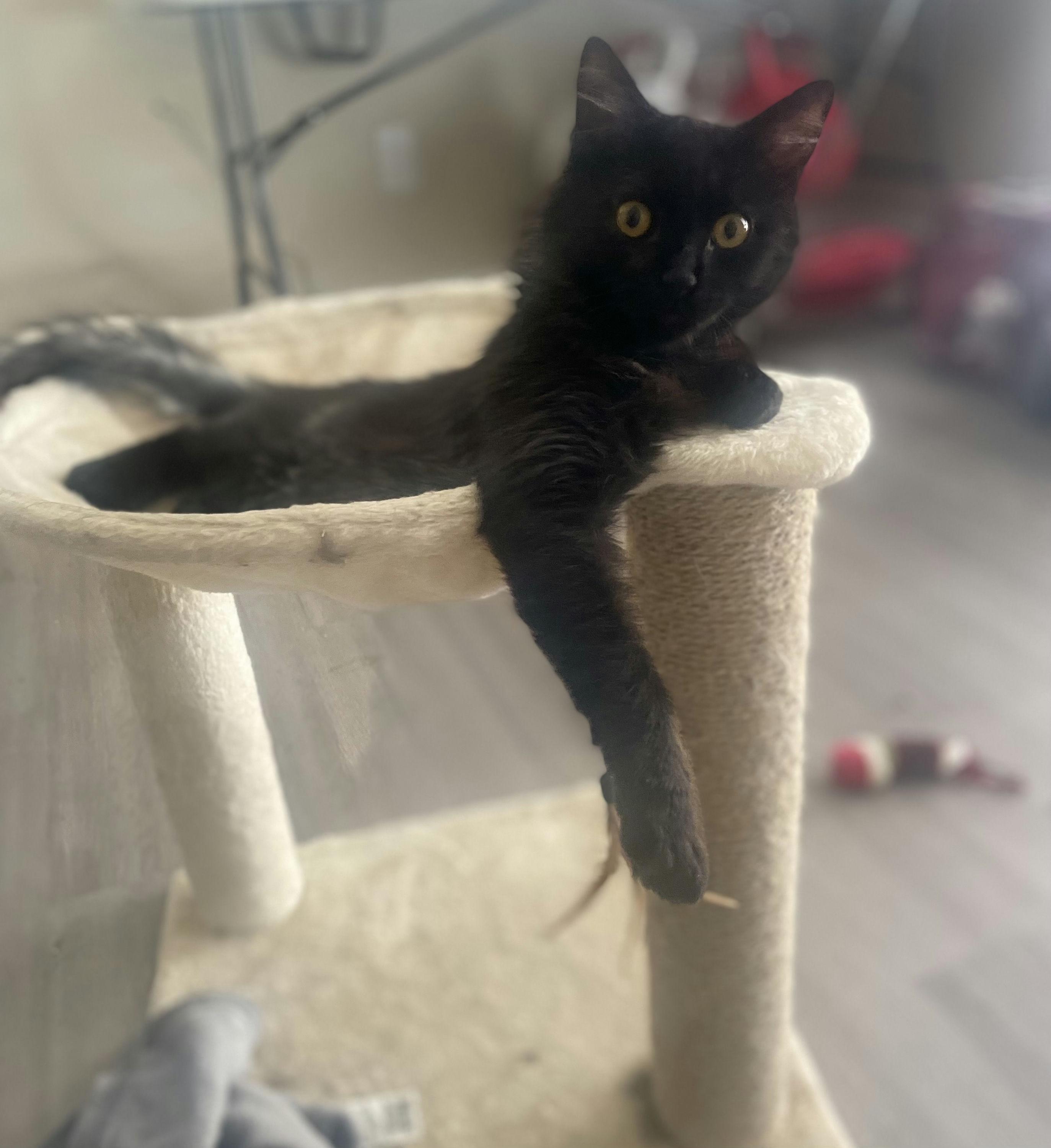 Enlarge Bear, an adopted Domestic Medium Hair in Houston, TX image 3/5