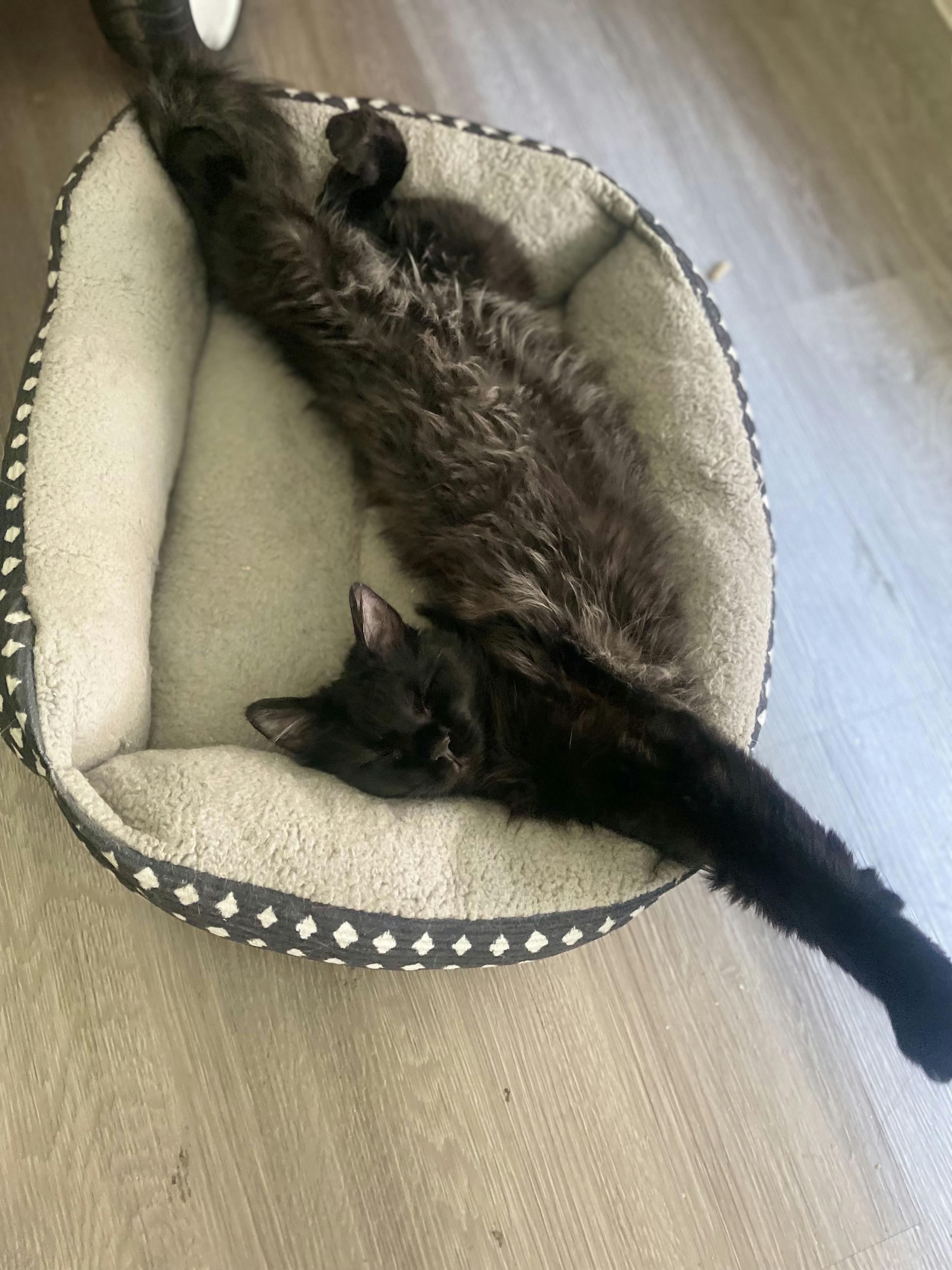 Enlarge Bear, an adopted Domestic Medium Hair in Houston, TX image 5/5