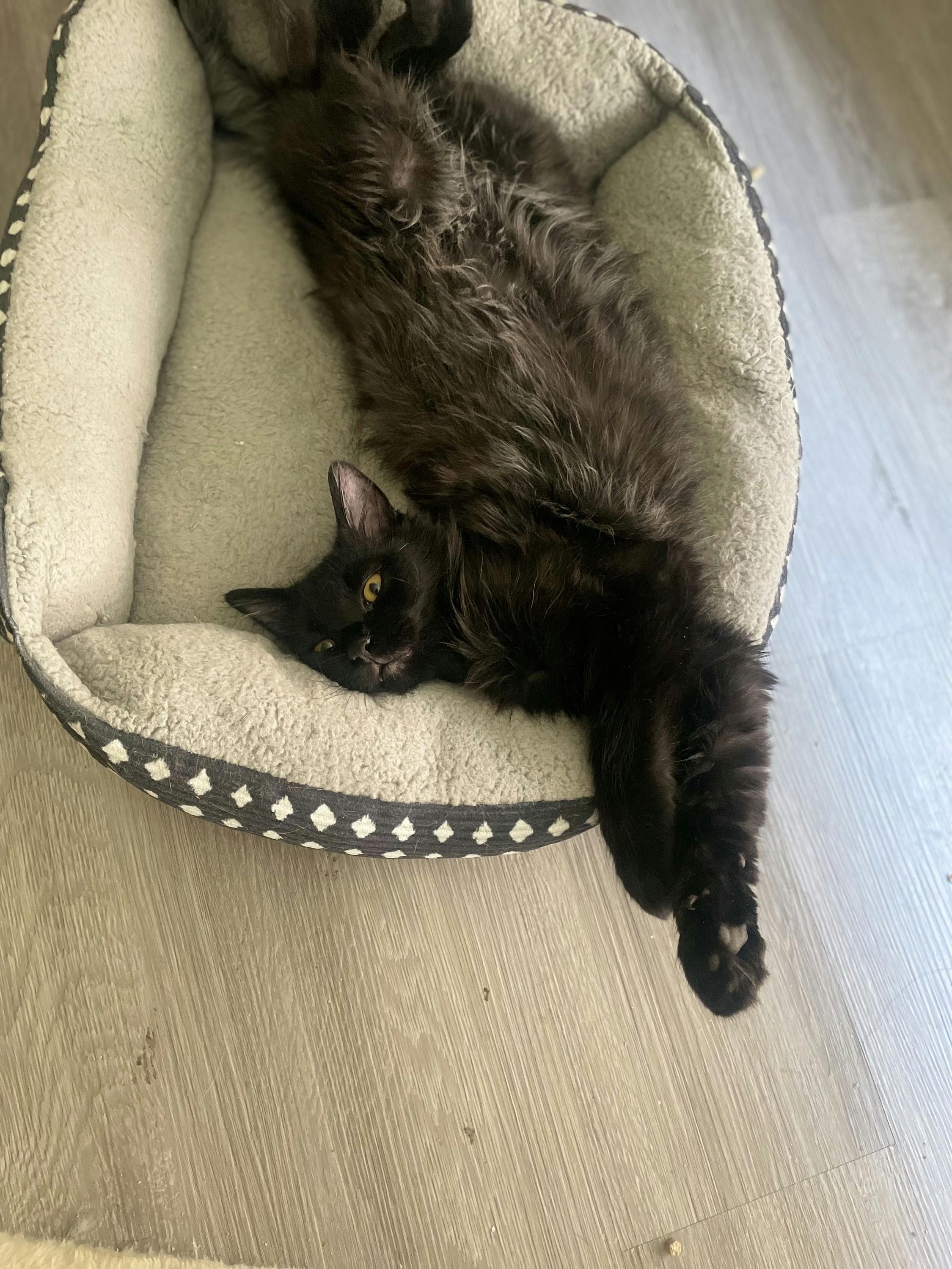 Enlarge Bear, an adopted Domestic Medium Hair in Houston, TX image 4/5