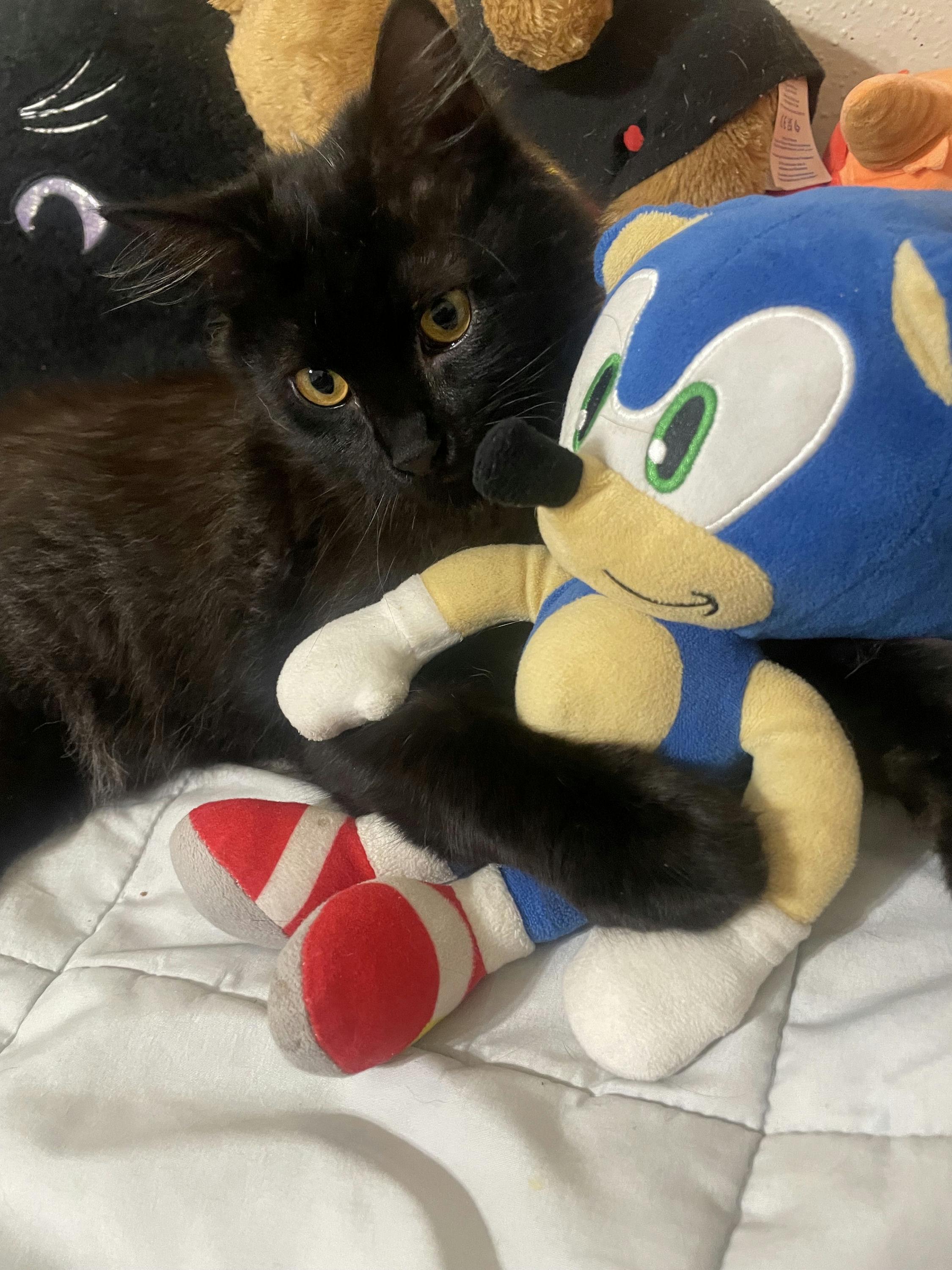 Enlarge Bear, an adopted Domestic Medium Hair in Houston, TX image 2/5