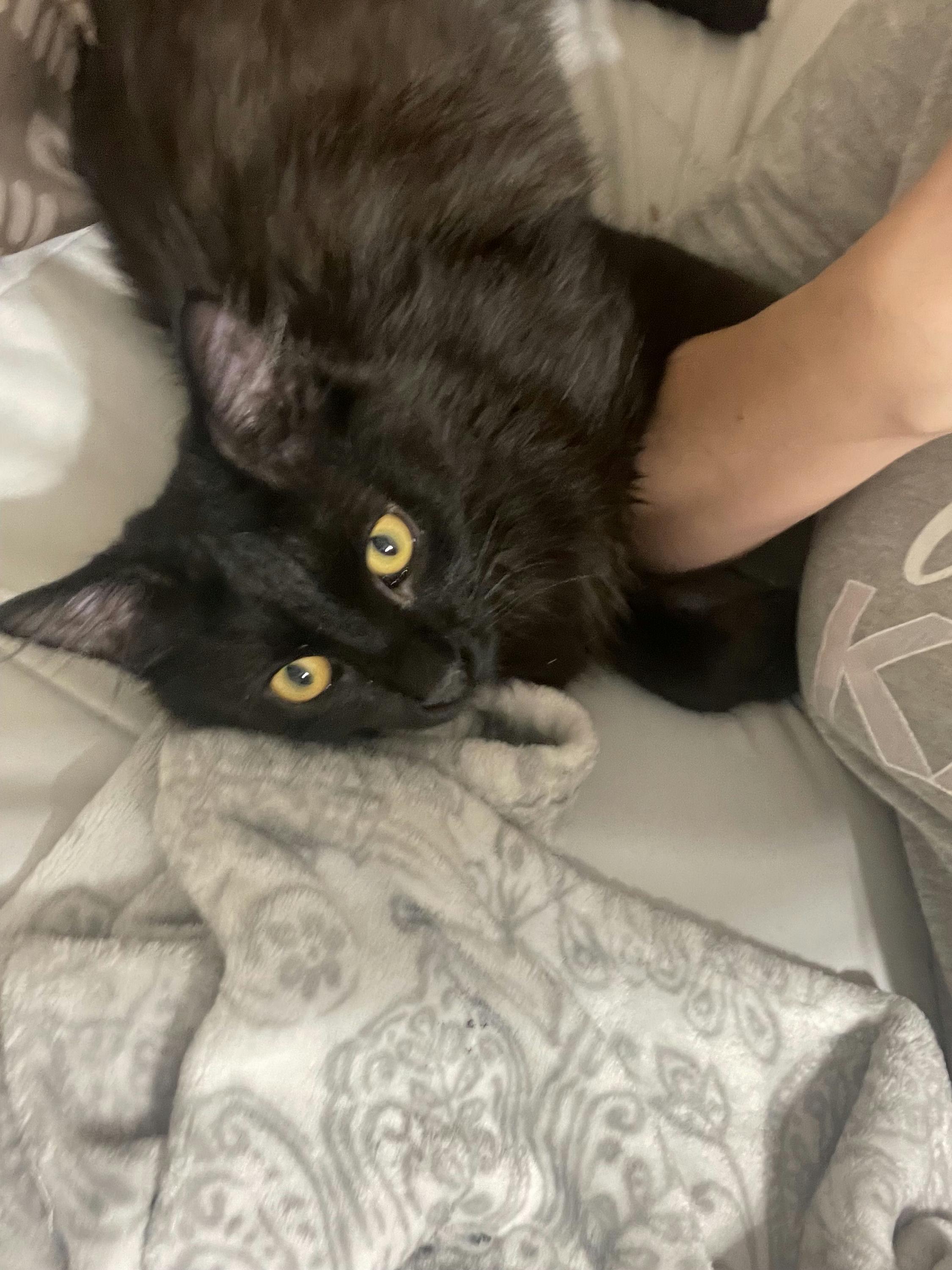 Bear, adopted, Kitten Male Domestic Medium Hair.