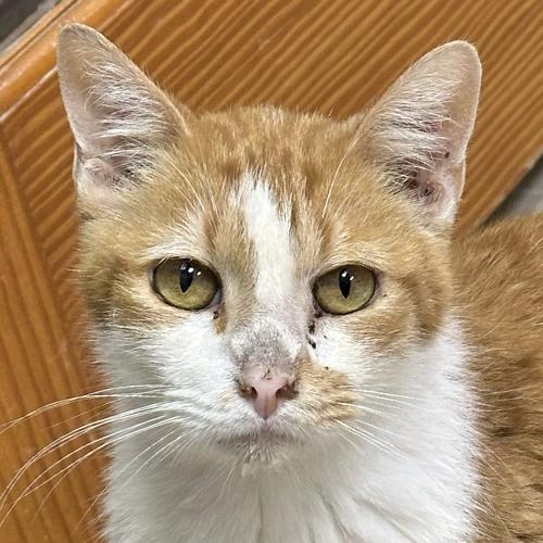 O.W., Adoptable, Adult Male Domestic Short Hair.