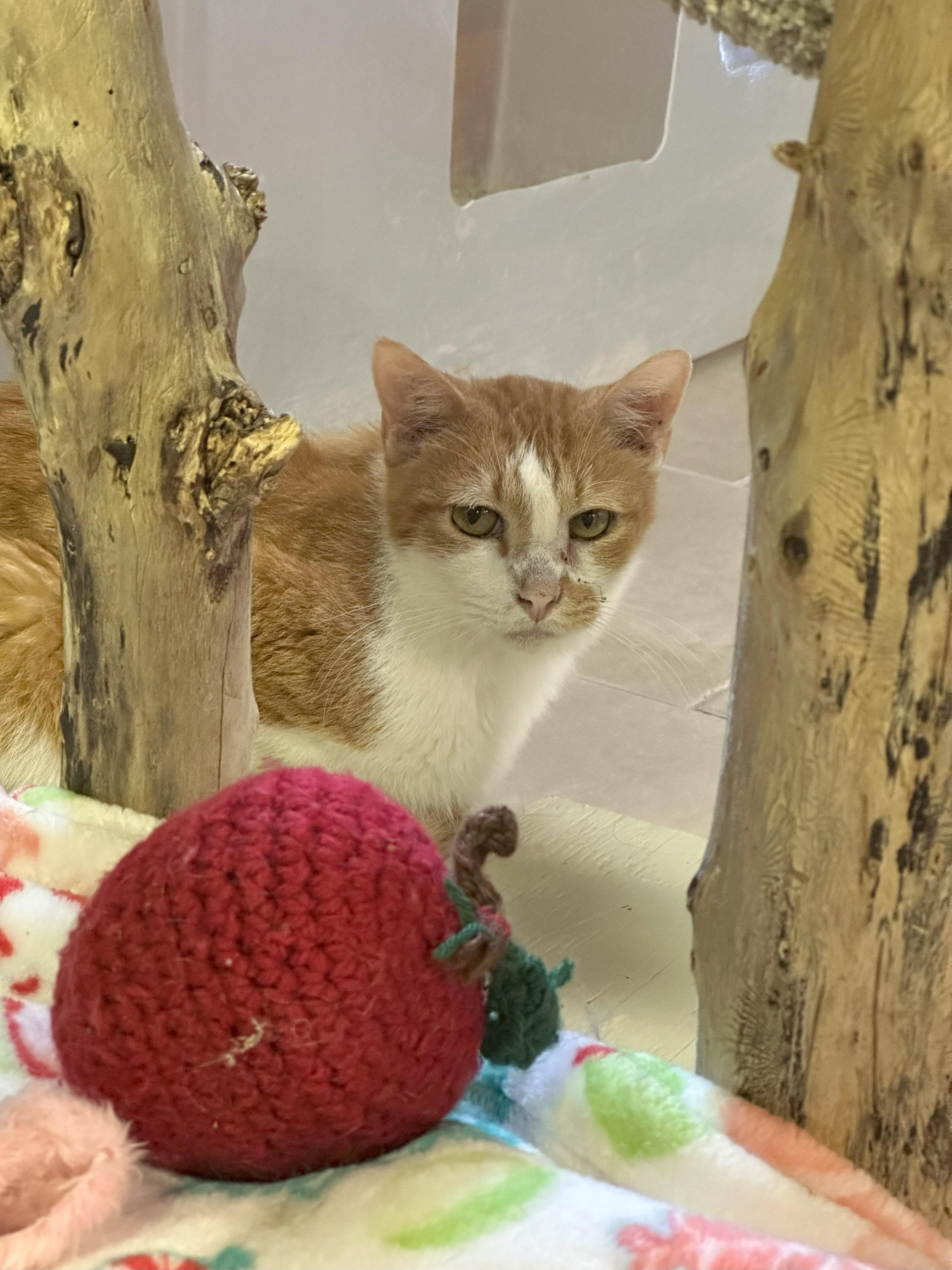 Enlarge O.W., a Adoptable Domestic Short Hair in Crystal Lake, IL image 4/5