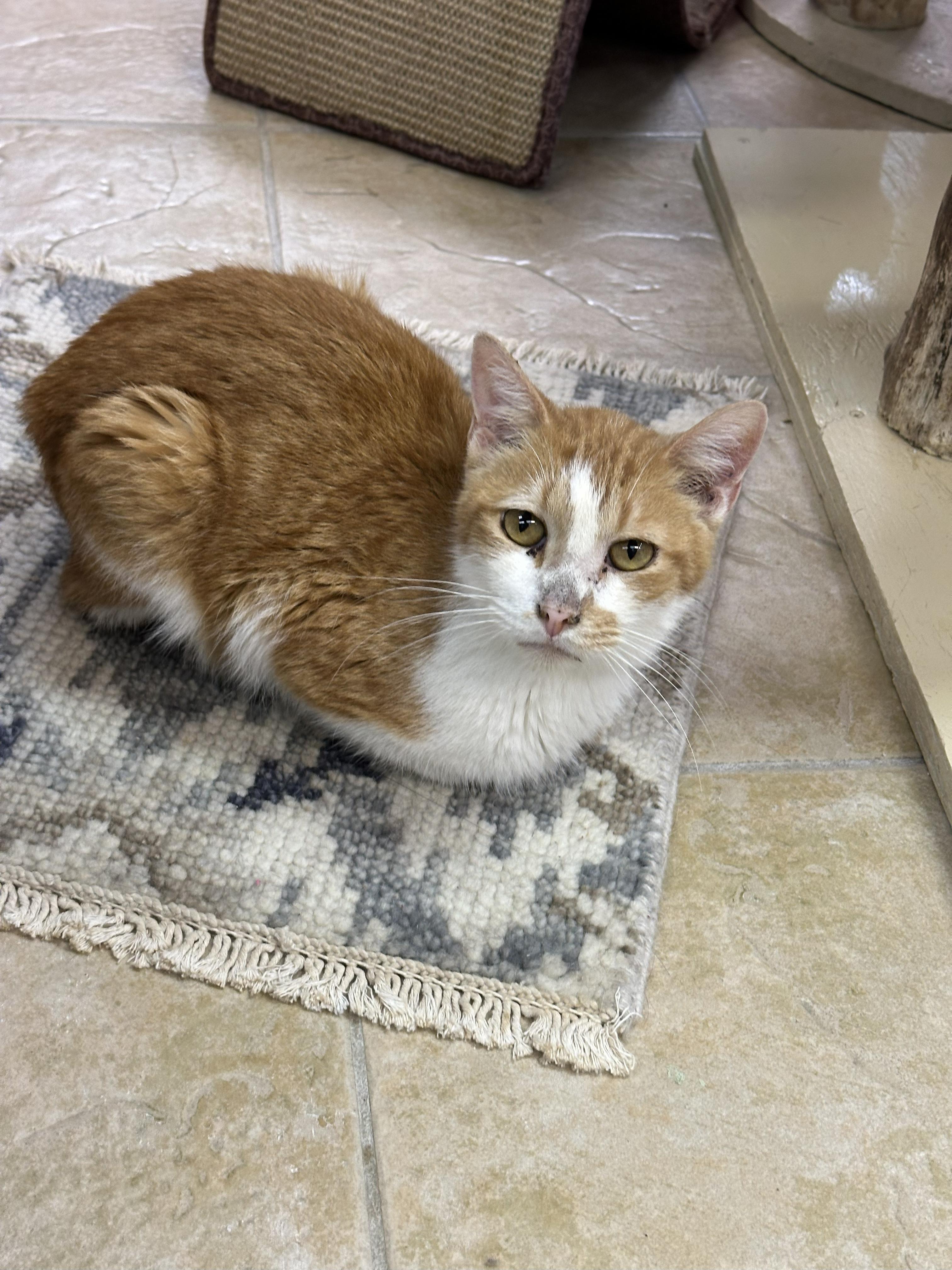 Enlarge O.W., a Adoptable Domestic Short Hair in Crystal Lake, IL image 5/5