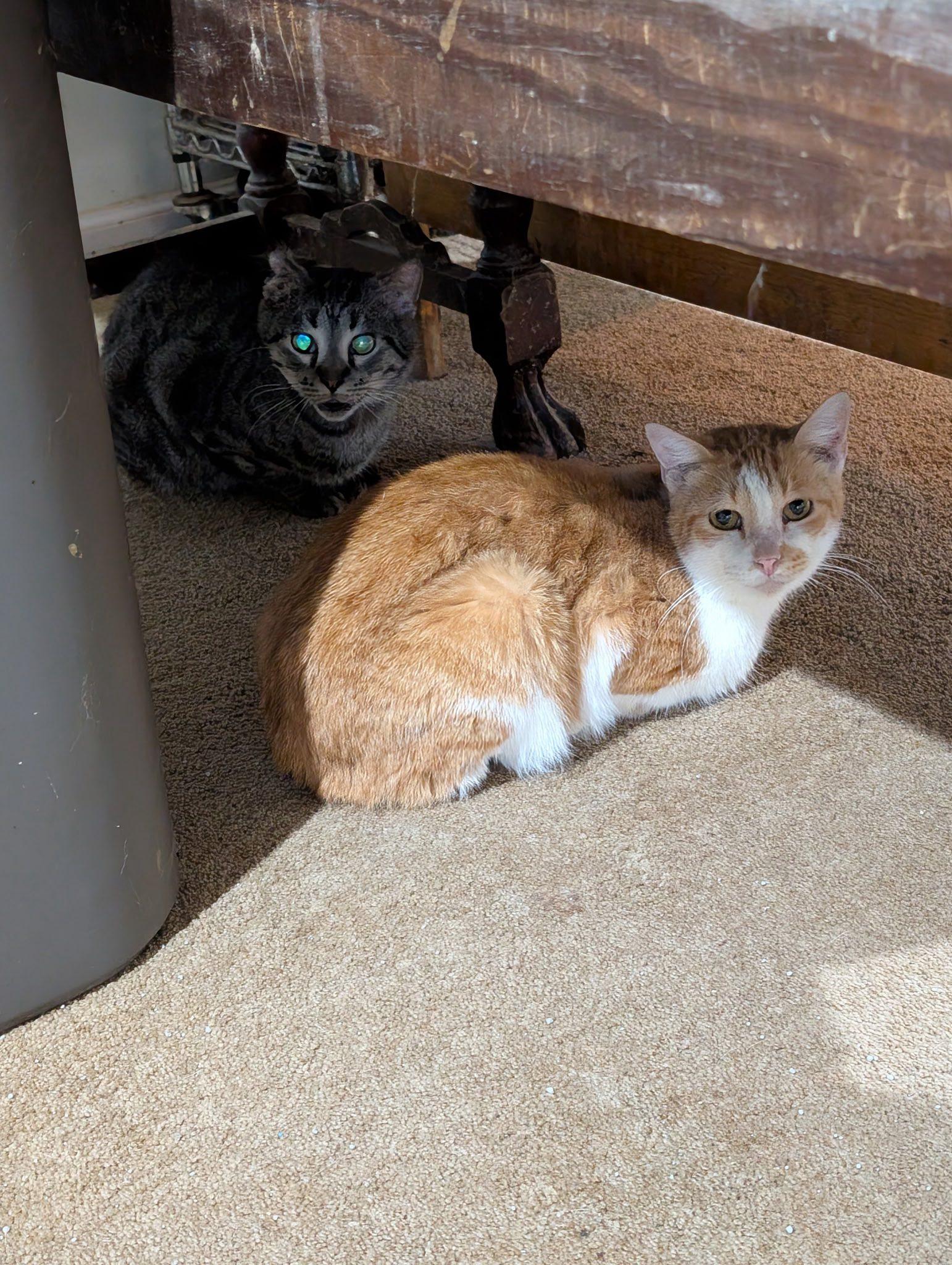 Enlarge O.W., a Adoptable Domestic Short Hair in Crystal Lake, IL image 3/5