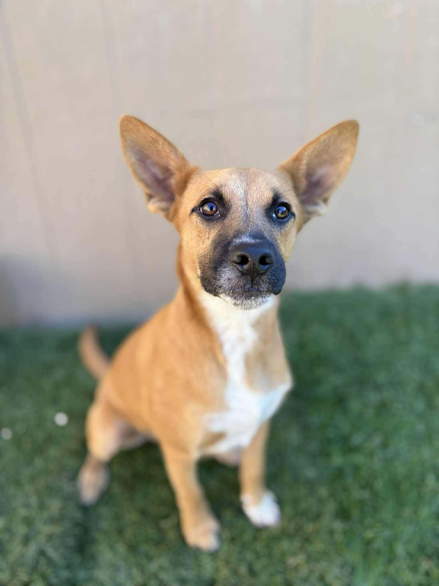 Enlarge Griffin, a Adoptable mixed breed in Poway, CA image 1/3