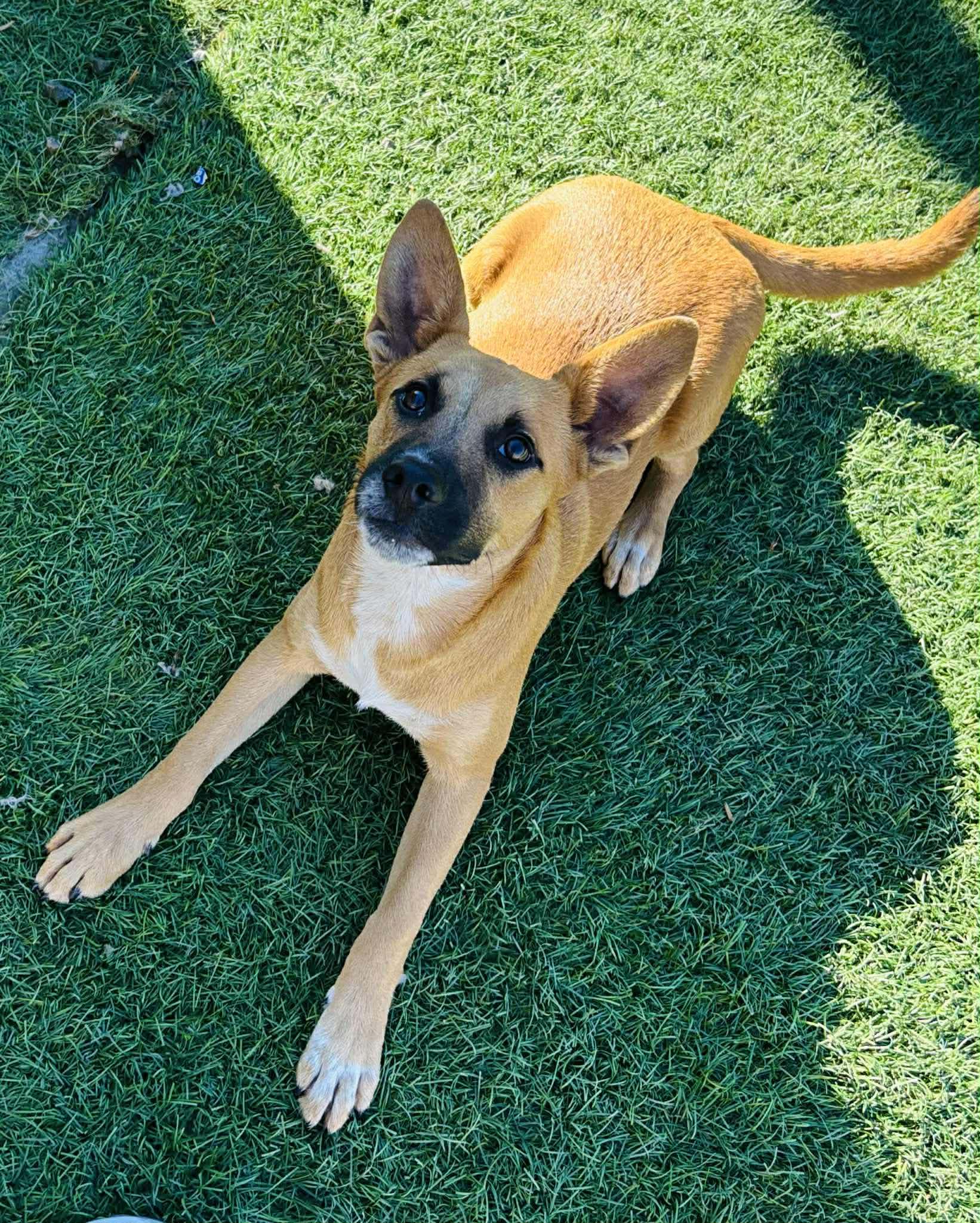 Enlarge Griffin, a Adoptable mixed breed in Poway, CA image 2/3