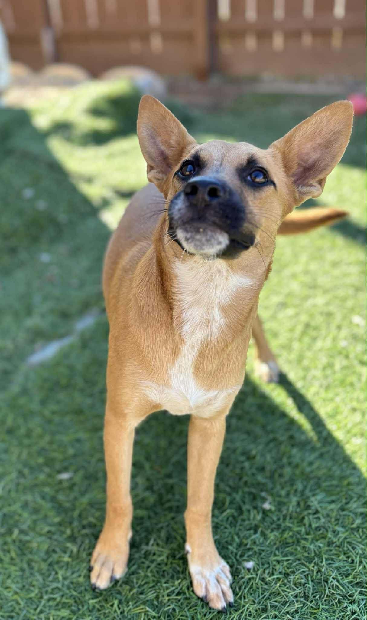 Enlarge Griffin, a Adoptable mixed breed in Poway, CA image 3/3