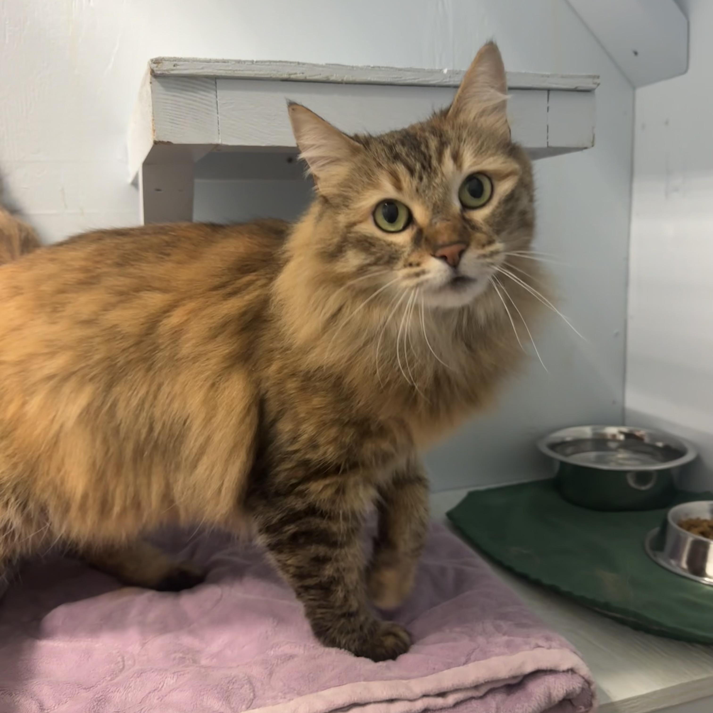 Tiggy, adopted, Adult Female Domestic Long Hair.